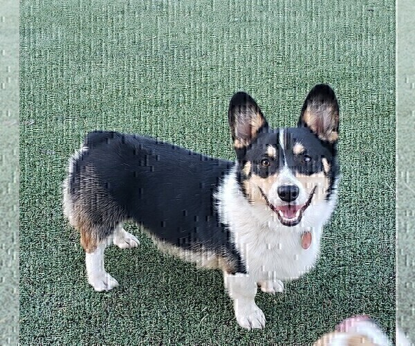 Medium Photo #11  Breeder Profile in BRIGGSDALE, CO, USA