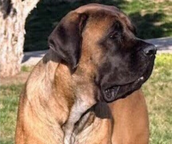Medium Photo #3  Breeder Profile in OLATHE, KS, USA