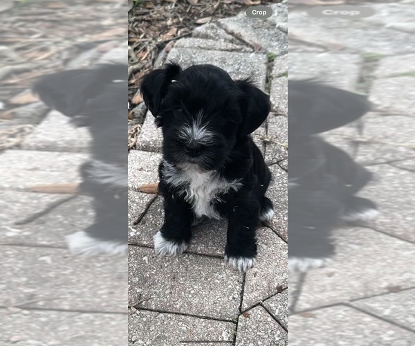 Medium Photo #11  Breeder Profile in PORT ORANGE, FL, USA