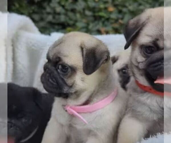 Medium Photo #9  Breeder Profile in GREENVILLE, SC, USA