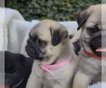 Small #8 Breeder Profile image