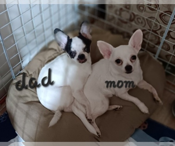 Medium Photo #1  Breeder Profile in FLINT, MI, USA