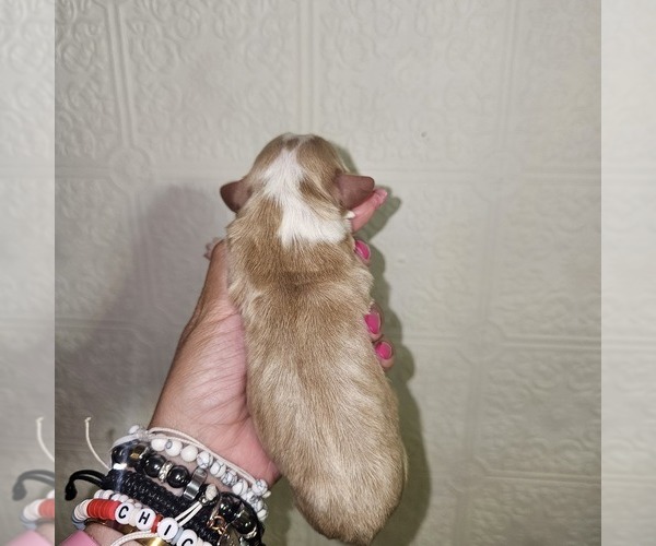 Medium Photo #17  Breeder Profile in DECATUR, IL, USA