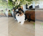 Small breeder photo