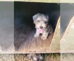 Small #21 Breeder Profile image