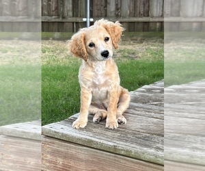 Cavachon Dog Breeder near WYLIE, TX, USA