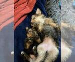 Small #196 Breeder Profile image