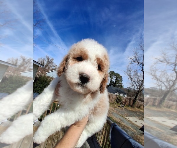 Medium Photo #51  Breeder Profile in GASTONIA, NC, USA