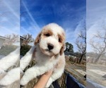 Small #50 Breeder Profile image