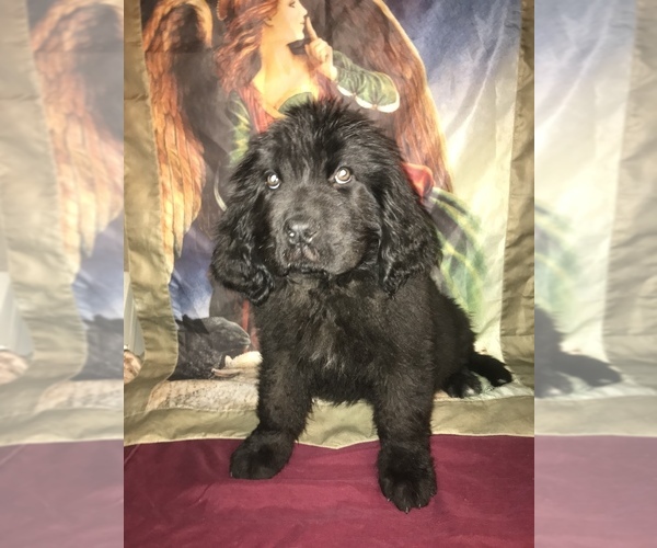 Medium Photo #4  Breeder Profile in MONTGOMERY CENTER, VT, USA