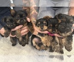 Small breeder photo
