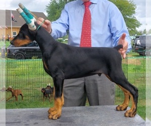 Doberman Pinscher Dog Breeder near SOUDERTON, PA, USA