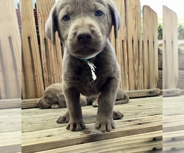 Medium Photo #7  Breeder Profile in WARNER SPRINGS, CA, USA