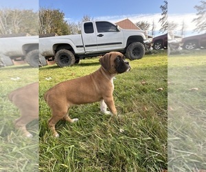 Boxer Dog Breeder in KAMILCHE,  USA