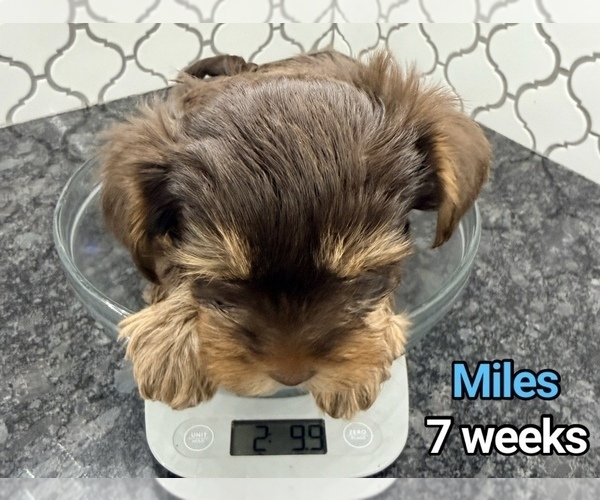 Medium Photo #2  Breeder Profile in CLIFTON, NJ, USA