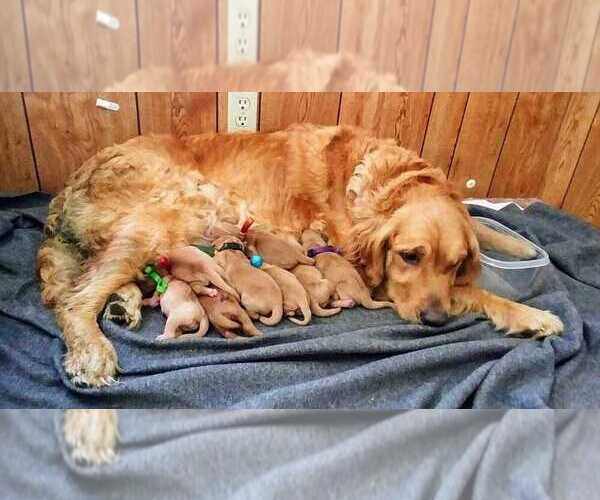 Medium Photo #4  Breeder Profile in COULEE CITY, WA, USA