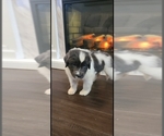 Small #45 Breeder Profile image