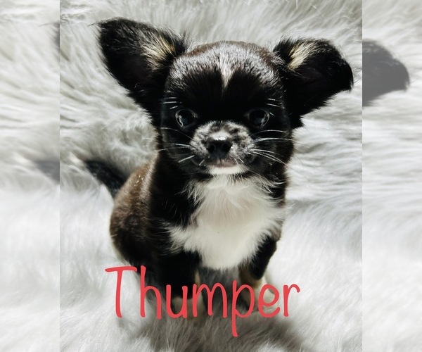 Medium Photo #7  Breeder Profile in THE WOODLANDS, TX, USA
