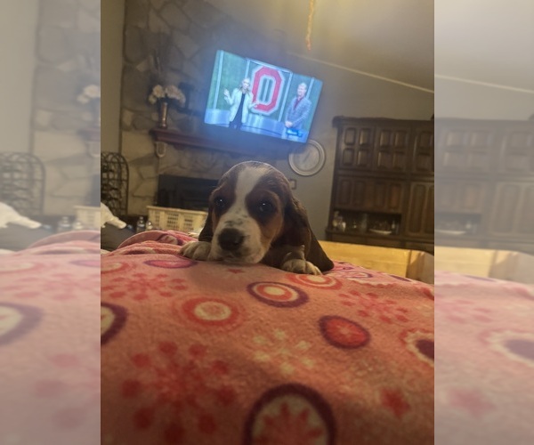 Medium Photo #2  Breeder Profile in PICKERINGTON, OH, USA