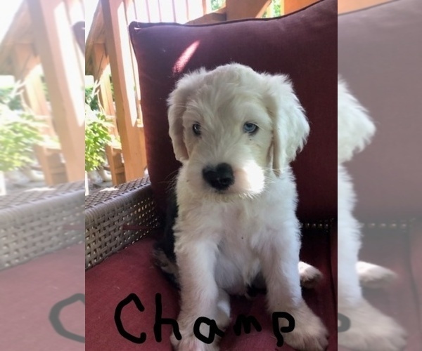 Medium Photo #1  Breeder Profile in OVERLAND PARK, KS, USA