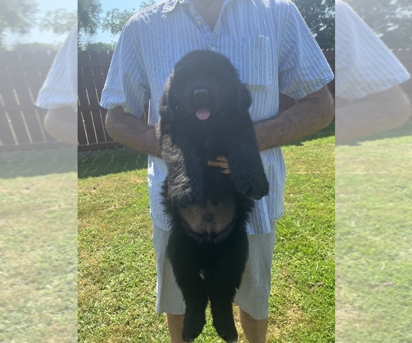 Medium Photo #1  Breeder Profile in ORLEANS, IN, USA