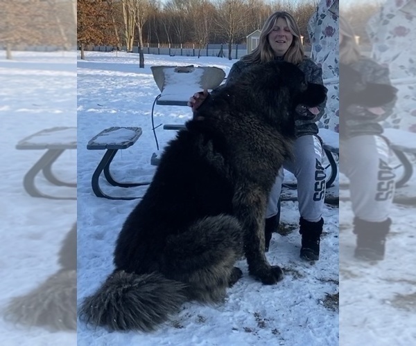 Medium Photo #17  Breeder Profile in TWINING, MI, USA