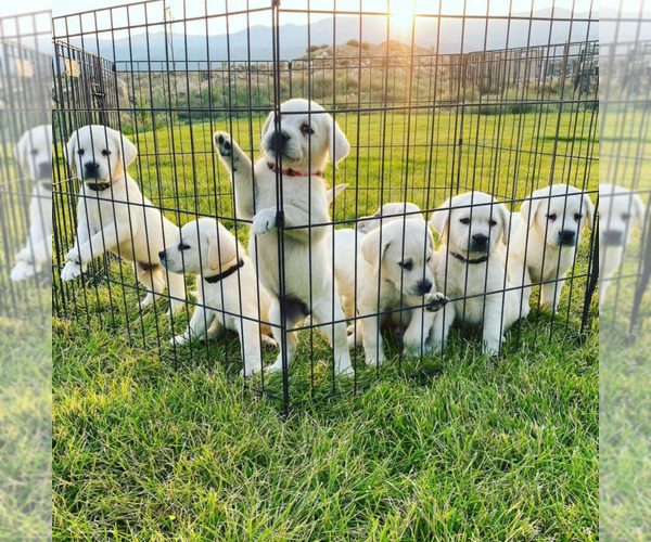 Medium Photo #1  Breeder Profile in MORRISON, TN, USA