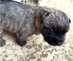 Small #12 Breeder Profile image