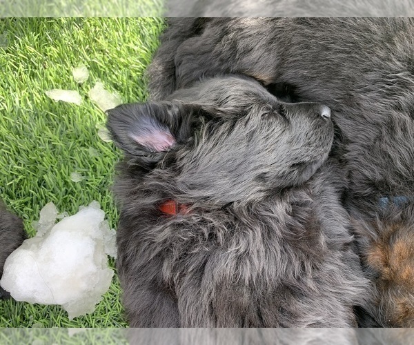 Medium Photo #97  Breeder Profile in PINON HILLS, CA, USA