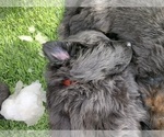 Small #96 Breeder Profile image