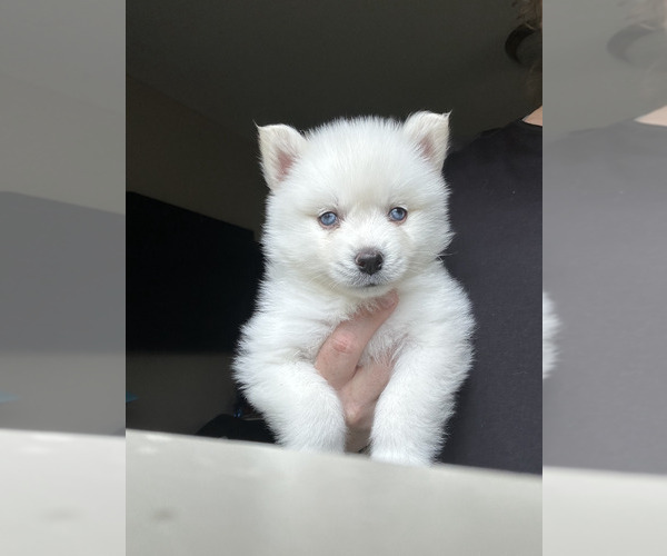Medium Photo #6  Breeder Profile in DE SOTO, KS, USA