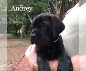 Mastiff Dog Breeder near LILLIAN, AL, USA