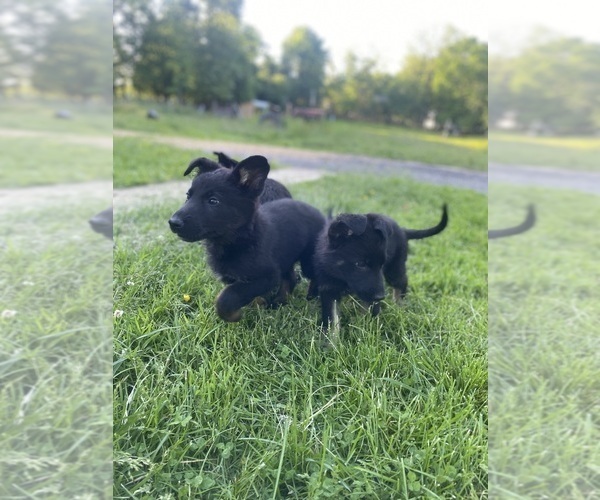 Medium Photo #1  Breeder Profile in BEL ALTON, MD, USA