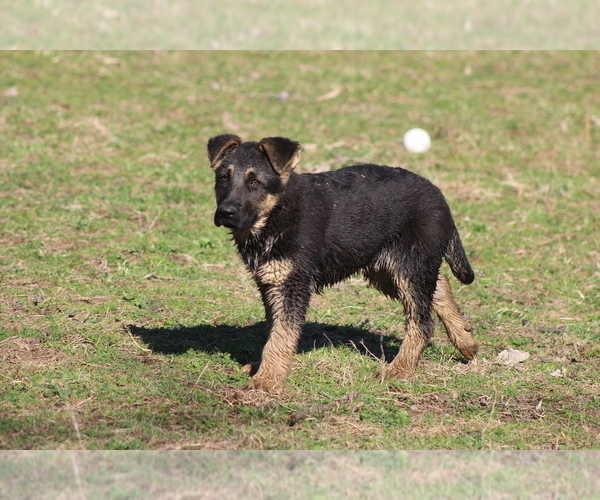 Medium Photo #1  Breeder Profile in VANCEBURG, KY, USA