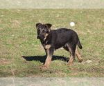 Small breeder photo