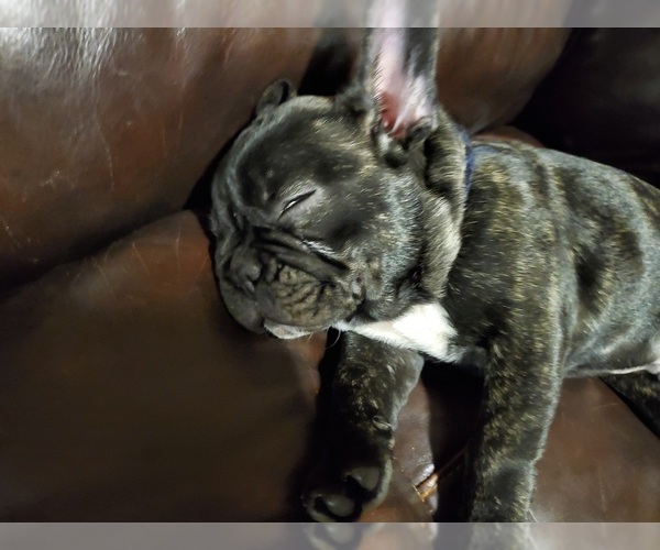 Medium Photo #1  Breeder Profile in CHATTANOOGA, TN, USA