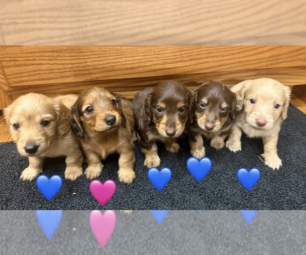 Medium Photo #1  Breeder Profile in AMERICUS, GA, USA
