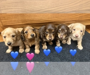 Dachshund Dog Breeder near AMERICUS, GA, USA