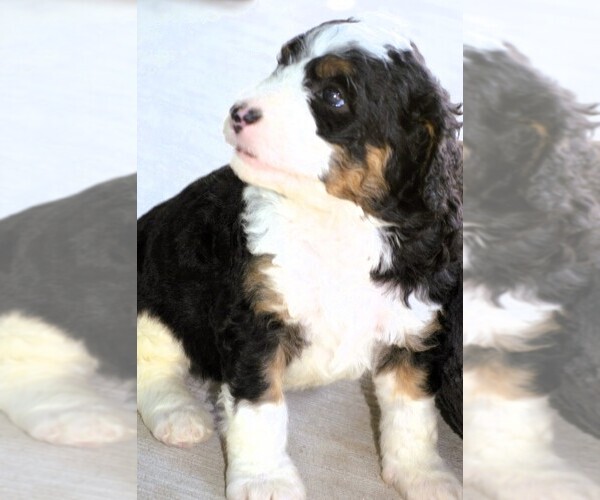 Medium Photo #13  Breeder Profile in MCALLEN, TX, USA