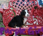 Small #4 Breeder Profile image