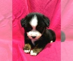 Small #3 Breeder Profile image