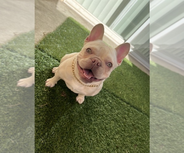 Medium Photo #11  Breeder Profile in THORNTON, CO, USA