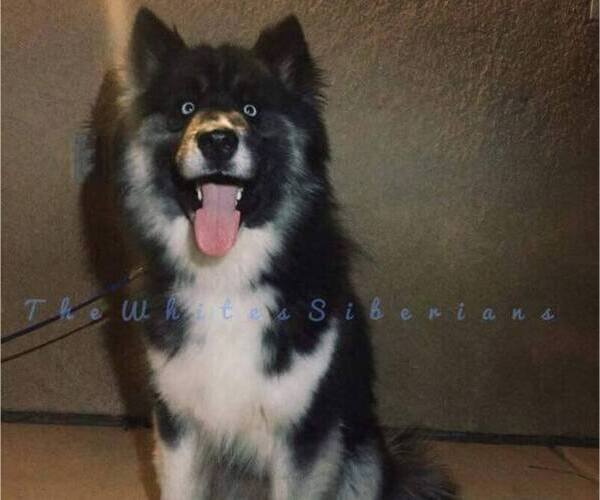 Medium Photo #1  Breeder Profile in HESPERIA, CA, USA