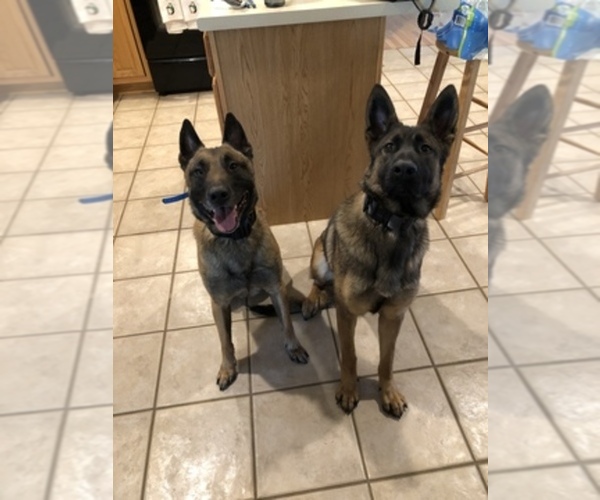 Medium Photo #1  Breeder Profile in WESTMINSTER, MD, USA