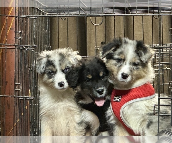 Medium Photo #4  Breeder Profile in BETHANY, CT, USA