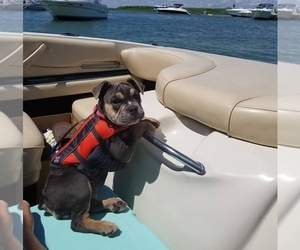 Main photo of Olde English Bulldogge Dog Breeder near LAKE NEPESSING, MI, USA