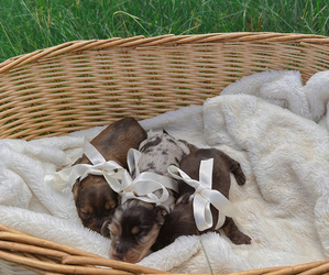Dachshund Dog Breeder near ABBEVILLE, GA, USA
