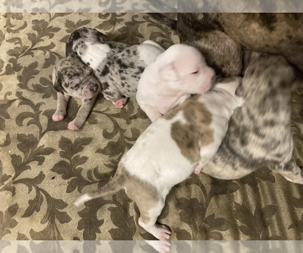 Medium Photo #1  Breeder Profile in WASHINGTON, DC, USA