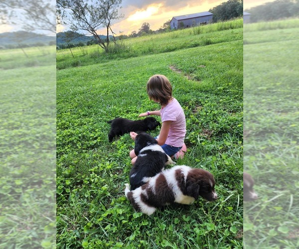 Medium Photo #1  Breeder Profile in LIBERTY, KY, USA