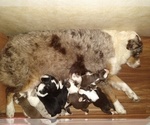 Small #2 Breeder Profile image